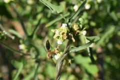 Araujia brachystephana