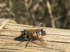 Tachina ursina