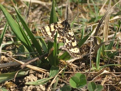 Eurranthis plummistaria