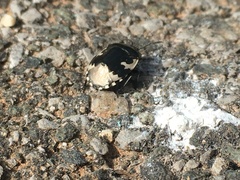 Tritomegas bicolor