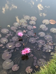 Nymphaea rubra