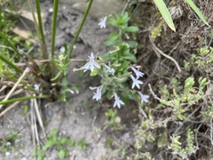 Lobelia pubescens