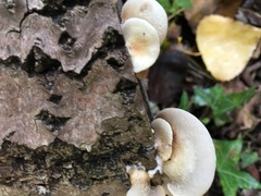 Crepidotus mollis