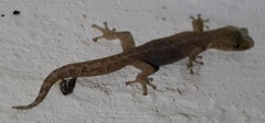 Afrogecko porphyreus