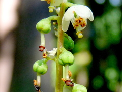 Pyrola media