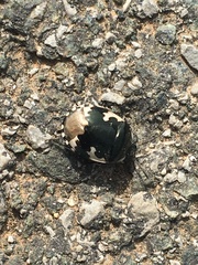 Tritomegas bicolor
