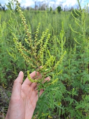 Ambrosiinae