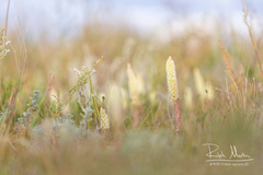 Orostachys malacophylla