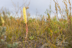 Orostachys malacophylla