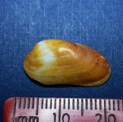 Barbatia domingensis