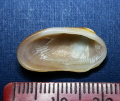 Barbatia domingensis