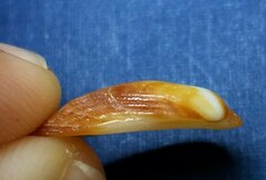 Barbatia domingensis
