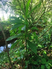 Costus pulverulentus