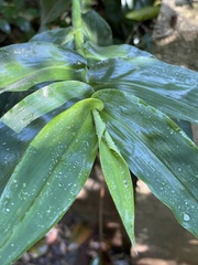 Tradescantia fluminensis