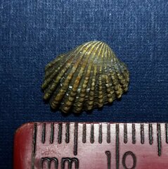 Cardites floridanus
