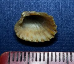 Cardites floridanus