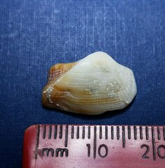 Lamarcka imbricata