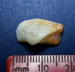 Lamarcka imbricata