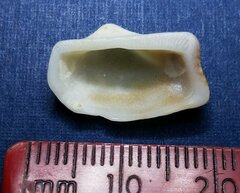 Lamarcka imbricata