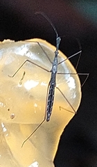 Hydrometra stagnorum