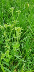 Cerastium glomeratum