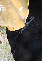 Hydrometra stagnorum