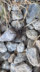 Pardosa