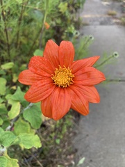 Tithonia rotundifolia