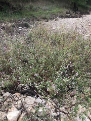 Persicaria pensylvanica