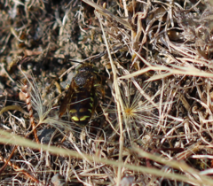 Dianthidium