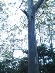Eucalyptus saligna