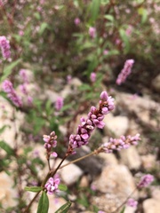 Persicaria pensylvanica