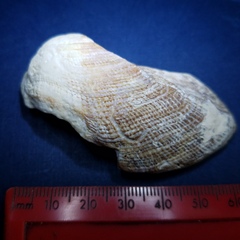 Lamarcka imbricata