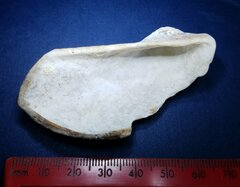 Lamarcka imbricata