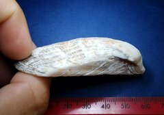 Lamarcka imbricata