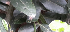 Araneus lathyrinus