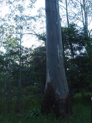 Eucalyptus saligna