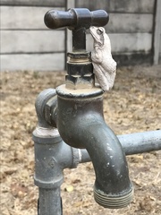 Chiromantis xerampelina