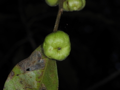 Glochidion ferdinandi