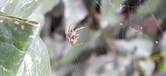 Araneus lathyrinus