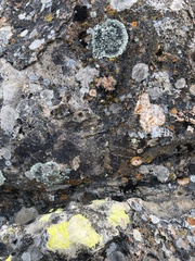 Xanthoparmelia conspersa