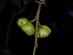 Glochidion ferdinandi