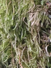 Hypnum cupressiforme