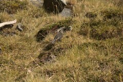 Cinclodes patagonicus