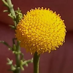 Pentzia