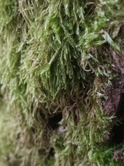 Hypnum cupressiforme