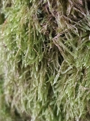 Hypnum cupressiforme