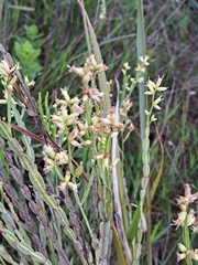 Baccharis trimera