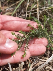 Pentzia