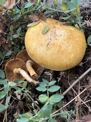 Gymnopilus ventricosus